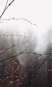 Preview wallpaper cobweb, branches, drops, macro