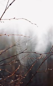 Preview wallpaper cobweb, branches, drops, macro