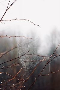 Preview wallpaper cobweb, branches, drops, macro