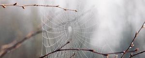 Preview wallpaper cobweb, branches, drops, macro