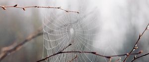 Preview wallpaper cobweb, branches, drops, macro