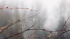 Preview wallpaper cobweb, branches, drops, macro