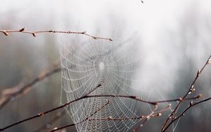 Preview wallpaper cobweb, branches, drops, macro