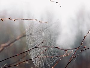 Preview wallpaper cobweb, branches, drops, macro