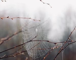 Preview wallpaper cobweb, branches, drops, macro