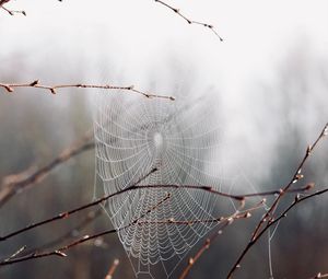 Preview wallpaper cobweb, branches, drops, macro