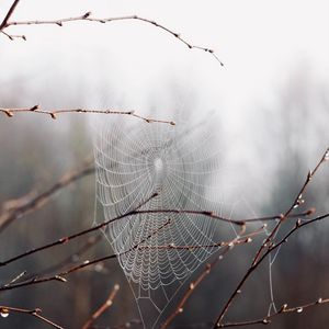 Preview wallpaper cobweb, branches, drops, macro