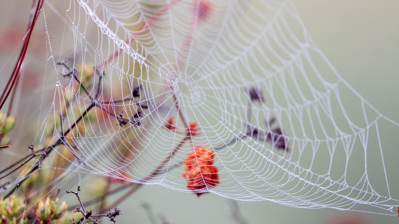 Wallpaper cobweb, branches, drops, wet, macro