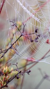 Preview wallpaper cobweb, branches, drops, wet, macro