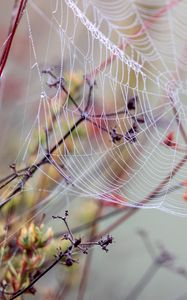 Preview wallpaper cobweb, branches, drops, wet, macro