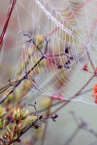 Preview wallpaper cobweb, branches, drops, wet, macro