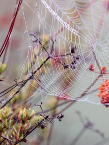 Preview wallpaper cobweb, branches, drops, wet, macro
