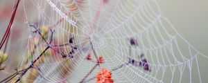 Preview wallpaper cobweb, branches, drops, wet, macro