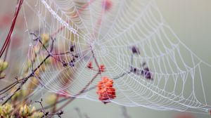 Preview wallpaper cobweb, branches, drops, wet, macro