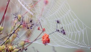 Preview wallpaper cobweb, branches, drops, wet, macro