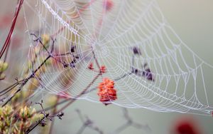 Preview wallpaper cobweb, branches, drops, wet, macro