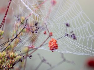 Preview wallpaper cobweb, branches, drops, wet, macro