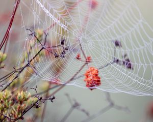 Preview wallpaper cobweb, branches, drops, wet, macro