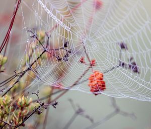 Preview wallpaper cobweb, branches, drops, wet, macro