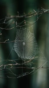 Preview wallpaper cobweb, branches, macro, focus