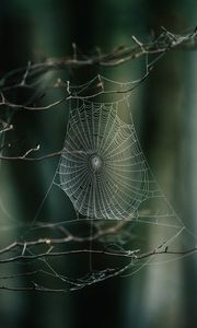 Preview wallpaper cobweb, branches, macro, focus