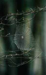 Preview wallpaper cobweb, branches, macro, focus