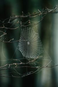 Preview wallpaper cobweb, branches, macro, focus