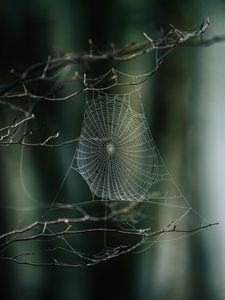 Preview wallpaper cobweb, branches, macro, focus