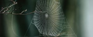 Preview wallpaper cobweb, branches, macro, focus