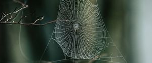 Preview wallpaper cobweb, branches, macro, focus