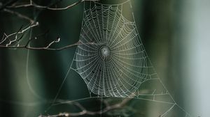 Preview wallpaper cobweb, branches, macro, focus