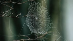 Preview wallpaper cobweb, branches, macro, focus