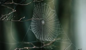 Preview wallpaper cobweb, branches, macro, focus