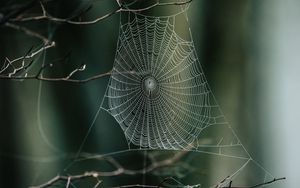 Preview wallpaper cobweb, branches, macro, focus