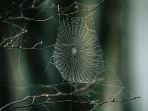 Preview wallpaper cobweb, branches, macro, focus