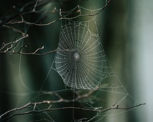 Preview wallpaper cobweb, branches, macro, focus