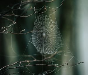 Preview wallpaper cobweb, branches, macro, focus