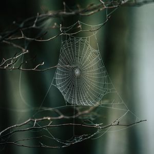 Preview wallpaper cobweb, branches, macro, focus