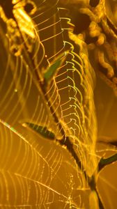 Preview wallpaper cobweb, branches, macro, yellow