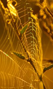 Preview wallpaper cobweb, branches, macro, yellow