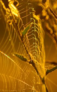 Preview wallpaper cobweb, branches, macro, yellow