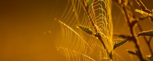 Preview wallpaper cobweb, branches, macro, yellow