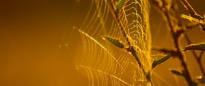 Preview wallpaper cobweb, branches, macro, yellow