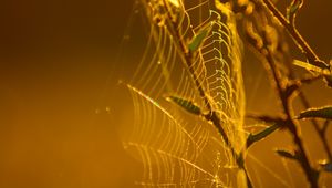 Preview wallpaper cobweb, branches, macro, yellow