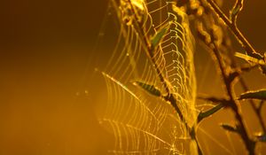 Preview wallpaper cobweb, branches, macro, yellow