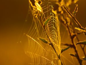 Preview wallpaper cobweb, branches, macro, yellow