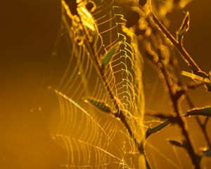 Preview wallpaper cobweb, branches, macro, yellow