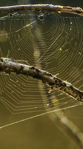 Preview wallpaper cobweb, branches, macro, blur