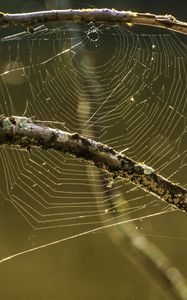 Preview wallpaper cobweb, branches, macro, blur