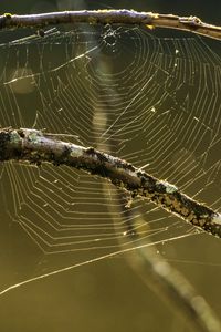 Preview wallpaper cobweb, branches, macro, blur